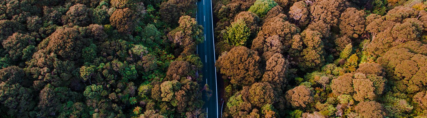 Road surrounded by trees forest