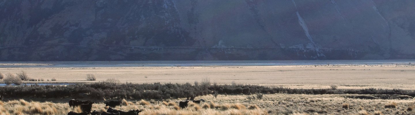 black cows mountain