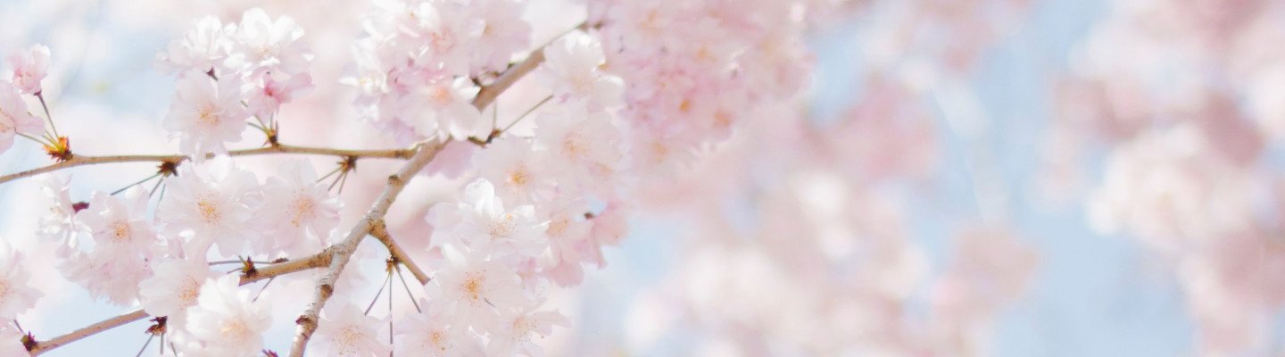 Pink blossoms on a tree