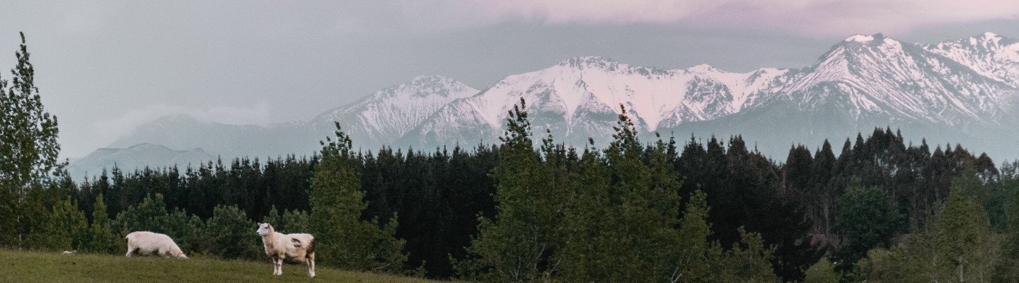 sheep field mountains